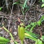 Angraecum eburneum fruit picture by Hugo SANTACREU (cc-by-sa)