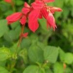 Salvia splendens flower picture by Benny Sousa (cc-by-sa)