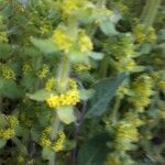 Cruciata laevipes habit picture by Philippe Levarlet (cc-by-sa)