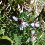 Astragalus alpinus flower picture by Aurore Garnavault Blanchard (cc-by-sa)