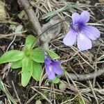 Pinguicula longifolia habit picture by Denis Bastianelli (cc-by-sa)