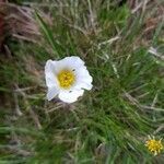 Ranunculus pyrenaeus flower picture by philippe kozlowski (cc-by-sa)