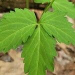 Cardamine diphylla leaf picture by Nathali Ruel (cc-by-sa)