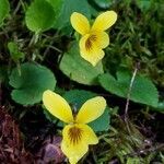 Viola sempervirens flower picture by Ethan Greer (cc-by-sa)