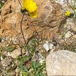 Pilosella glacialis habit picture by Francois Mansour (cc-by-sa)