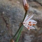 Asphodelus fistulosus flower picture by Franco Colnago (cc-by-sa)