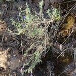 Lithodora fruticosa habit picture by Sabaté Sant Jordi (cc-by-sa)