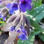 Pulmonaria longifolia fruit picture by Jacques Maréchal (cc-by-sa)