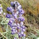 Lupinus sulphureus flower picture by Ethan Greer (cc-by-sa)