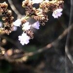 Limonium delicatulum flower picture by Diego Alex (cc-by-sa)