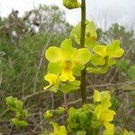 Cyrtopodium flavum flower picture by Renato Lima (cc-by-sa)