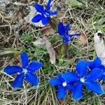 Gentiana nivalis flower picture by dbicanic (cc-by-sa)