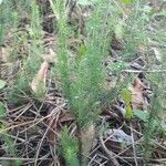 Erica lusitanica leaf picture by Nicolas Sangouard (cc-by-sa)