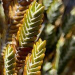 Loricaria complanata leaf picture by Fabien Anthelme (cc-by-sa)