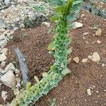 Moluccella laevis leaf picture by Mendy (cc-by-sa)