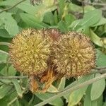 Gaillardia aristata fruit picture by Magalie Delalande (cc-by-sa)