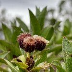 Baccharis prunifolia fruit picture by Fabien Anthelme (cc-by-sa)