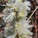 Sericocomopsis pallida flower picture by susan brown (cc-by-sa)