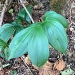 Ruscus colchicus leaf picture by Arch Stanton (cc-by-sa)