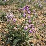 Orychophragmus violaceus habit picture by Dieter Albrecht (cc-by-sa)