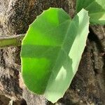 Cissus rotundifolia leaf picture by susan brown (cc-by-sa)