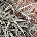 Deuterocohnia brevifolia leaf picture by Trap Hers (cc-by-sa)