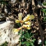 Chamaecytisus mollis flower picture by Pascal DUPUIS (cc-by-sa)