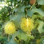 Passiflora foetida fruit picture by passoar (cc-by-sa)