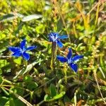 Gentiana terglouensis flower picture by Simon Brumby (cc-by-sa)