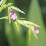 Thalia geniculata flower picture by Nelson Zamora Villalobos (cc-by-nc)