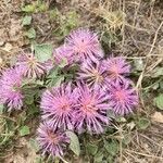 Centaurea urvillei flower picture by Sinan Avcı (cc-by-sa)