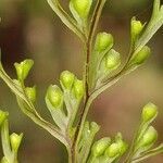 Hymenophyllum inaequale leaf picture by Schnittler Martin (cc-by-sa)