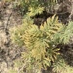 Prosopis farcta leaf picture by Arch Stanton (cc-by-sa)