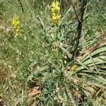 Linaria angustissima habit picture by Sylvain Piry (cc-by-sa)