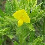 Ononis pubescens flower picture by André Hyvrier (cc-by-sa)