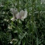 Vicia grandiflora flower picture by Ulyana Bodnar (cc-by-sa)