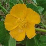 Abutilon mauritianum flower picture by susan brown (cc-by-sa)