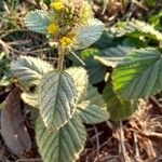 Waltheria communis habit picture by Trap Hers (cc-by-sa)