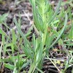 Lithospermum incisum leaf picture by Jack Pommer (cc-by-sa)