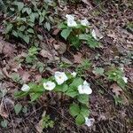 Trillium grandiflorum habit picture by Michael Jacobsen (cc-by-sa)