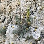 Phagnalon rupestre habit picture by Olivier Le Gall (cc-by-sa)