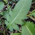 Cirsium dissectum leaf picture by Joffrey Joffrey Lem (cc-by-sa)