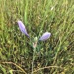 Triteleia laxa flower picture by waheeda hiller (cc-by-sa)