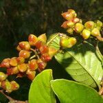 Tetracera hydrophila fruit picture by Nelson Zamora Villalobos (cc-by-nc)