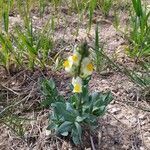 Linaria hirta flower picture by Alberto Lopez (cc-by-sa)