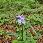 Tradescantia ohiensis flower picture by Jessica Harrington (cc-by-sa)