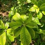 Rhododendron calendulaceum leaf picture by doveyli (cc-by-sa)