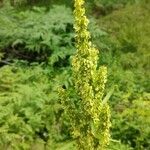 Rumex longifolius flower picture by Niels Neuteboom (cc-by-sa)