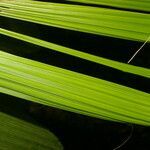 Reinhardtia latisecta leaf picture by Nelson Zamora Villalobos (cc-by-nc)