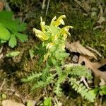 Pedicularis canadensis habit picture by angie g (cc-by-sa)